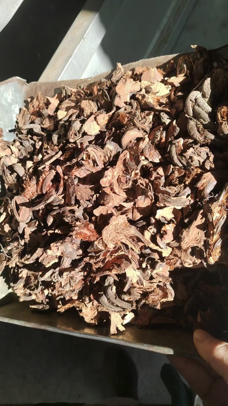 贯众绵马贯众