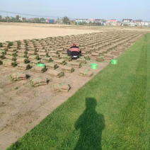优质百慕大草坪草，工程绿化，公园造景，欢迎来电咨询