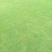 优质百慕大草坪草，工程绿化，公园造景，欢迎来电咨询