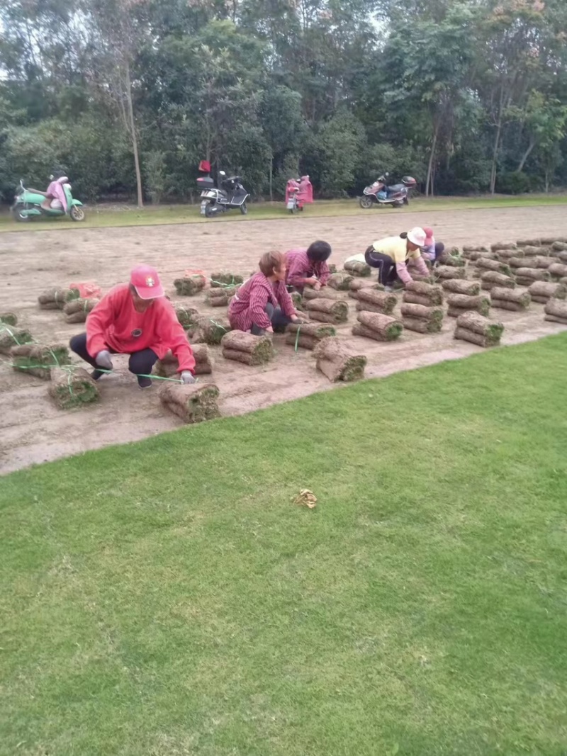 优质百慕大草坪草，工程绿化，公园造景，欢迎来电咨询