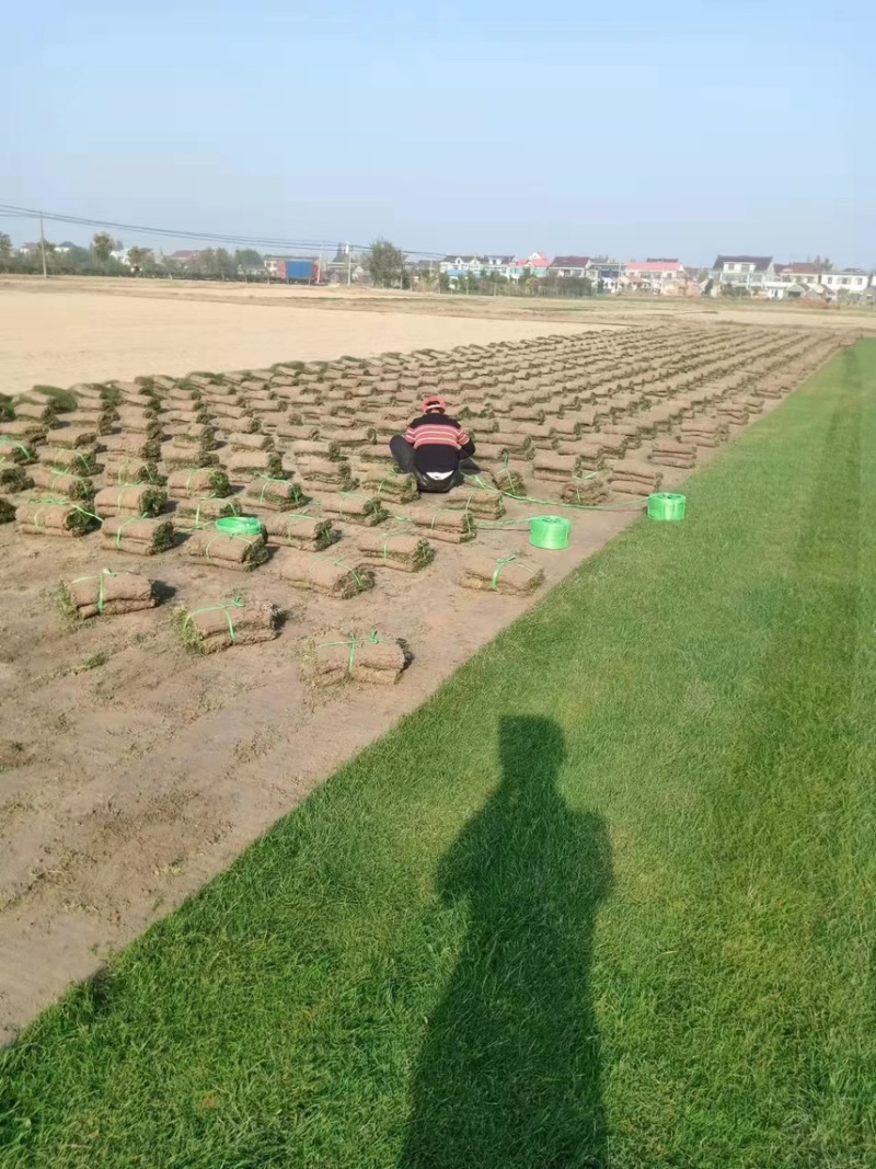 优质百慕大草坪草，工程绿化，公园造景，欢迎来电咨询
