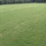 优质百慕大草坪草，工程绿化，公园造景，欢迎来电咨询