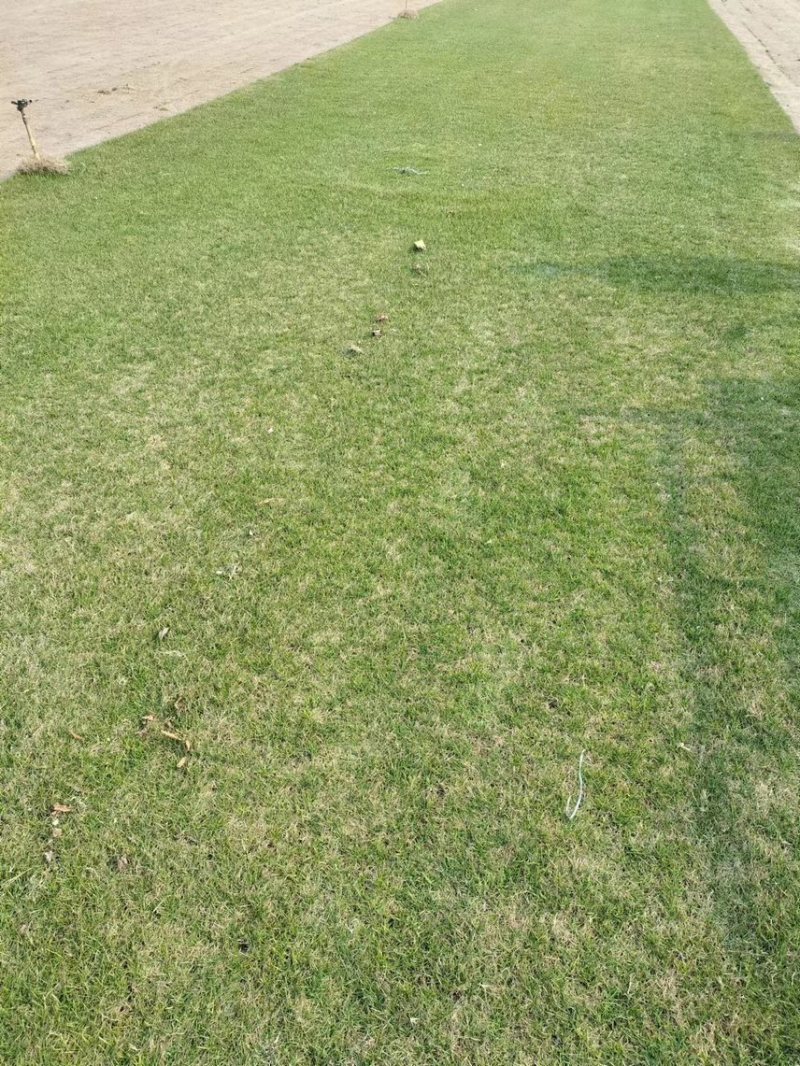 优质四季青草坪草，工程绿化，草坪公园造景，欢迎来电