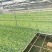 大白菜德高117抗大根病高产耐热