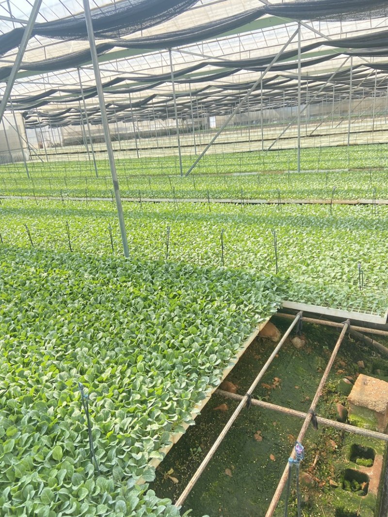 大白菜德高117抗大根病高产耐热