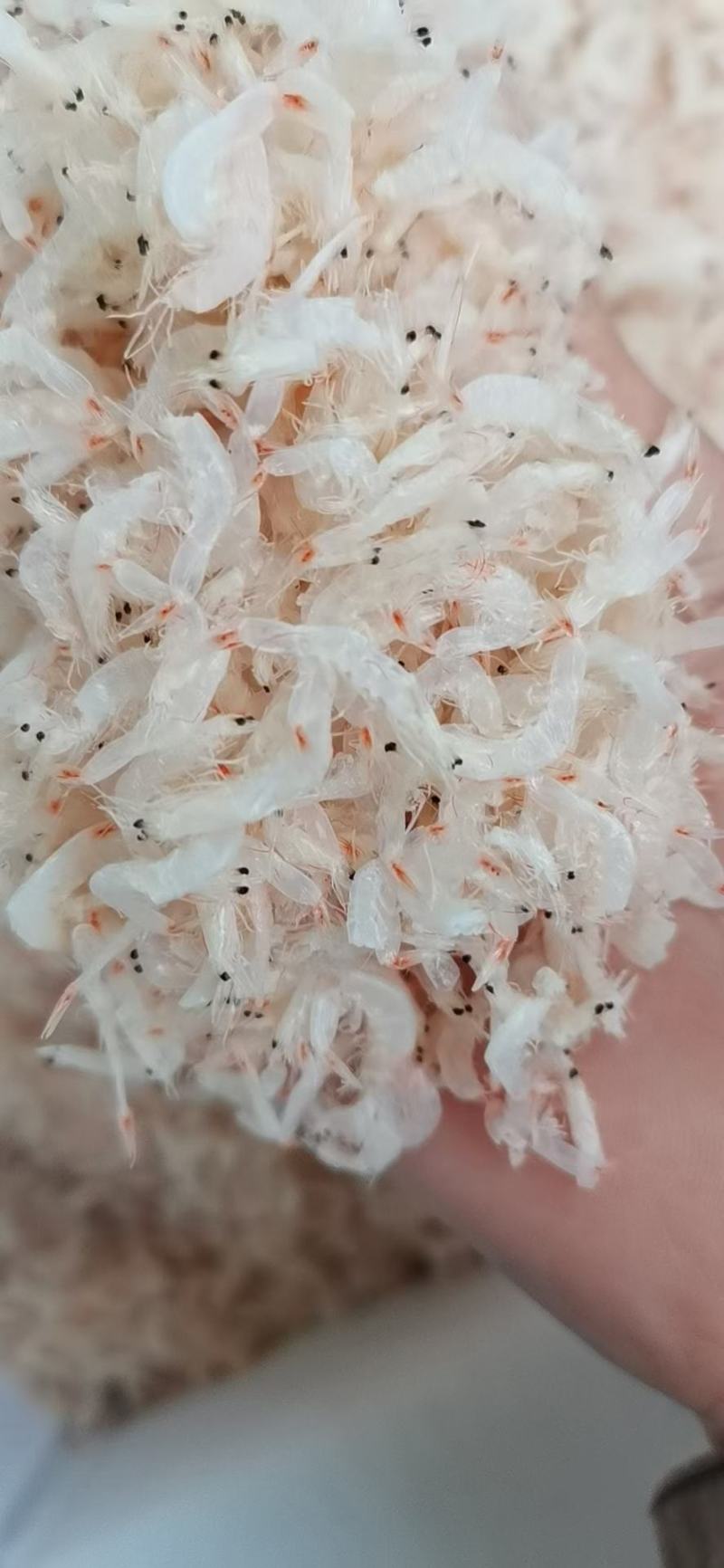 淡干无盐虾皮规格齐全味道美味货源充足！