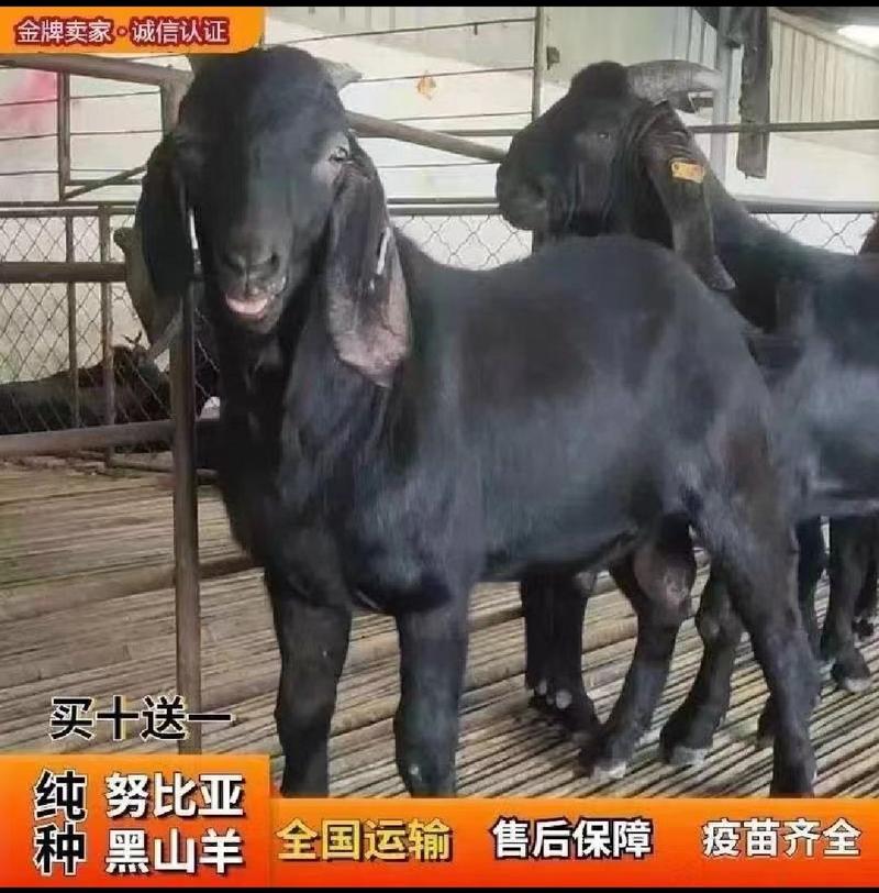 努比亚黑山羊公羊怀孕母羊活体小羊苗可视频挑选厂价直销