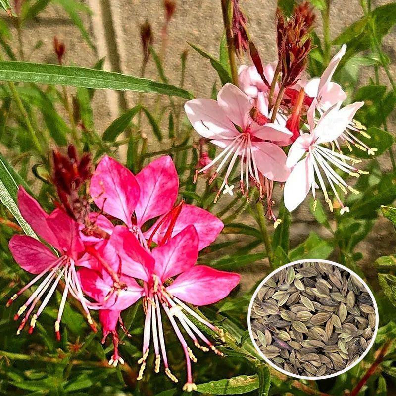 山桃草种子，景观绿化四季易种室内花卉种子，花卉种子批发