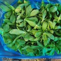 茼蒿大板叶茼蒿