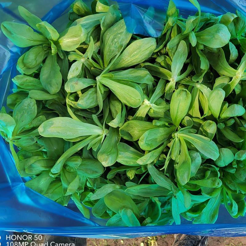 茼蒿大板叶茼蒿