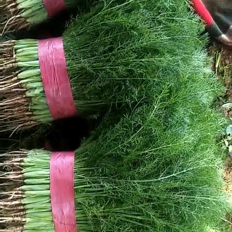 邯郸茴香一手资源产地直发大量有货