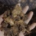 羌活，过筛，无杂质，气味浓，量大从优欢迎各位大佬下单