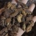 羌活，过筛，无杂质，气味浓，量大从优欢迎各位大佬下单