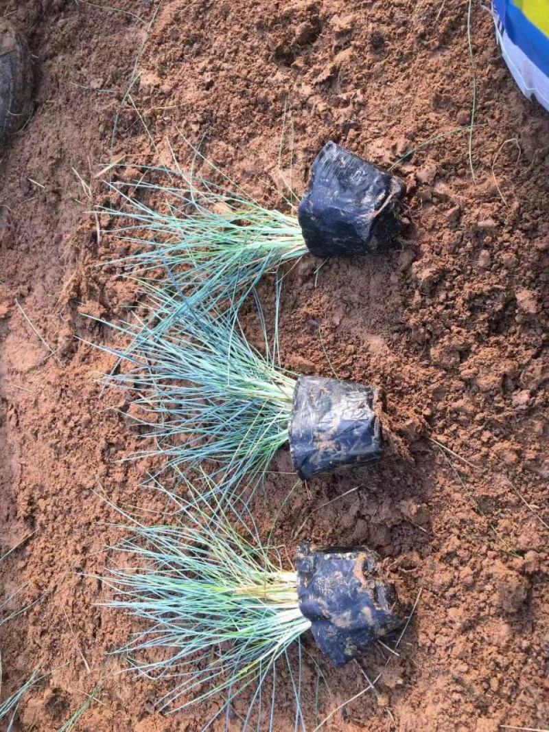 蓝羊毛绿化专用多年生