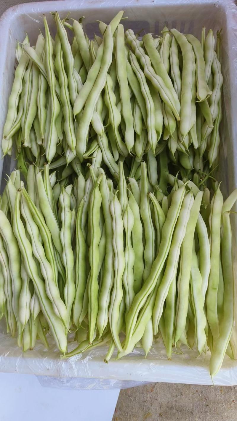 九粒白芸豆，产地大量现货，保质保量，价格合理，条型直。