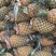 湛江徐闻精品菠萝大量供应量大从优诚信经营质量保证