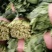 优质大棚菠菜大量上市质量好，价格低，货源充足代发全国