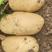山东土豆荷兰《十五》土豆大量上市对接电商市场黄心肉四两起