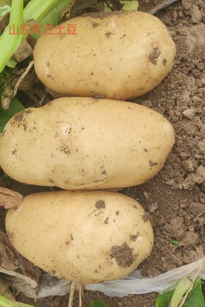 山东土豆荷兰《十五》土豆大量上市对接电商市场黄心肉四两起