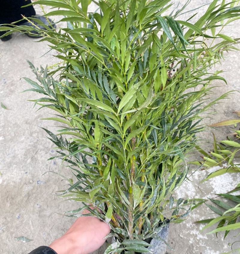成都十大功劳杯苗4-7根苗一杯大量有货欢迎老板选购