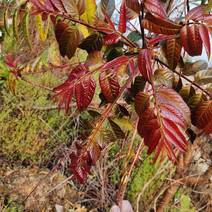 香椿种子，红油香椿种子，四季红油香椿种子