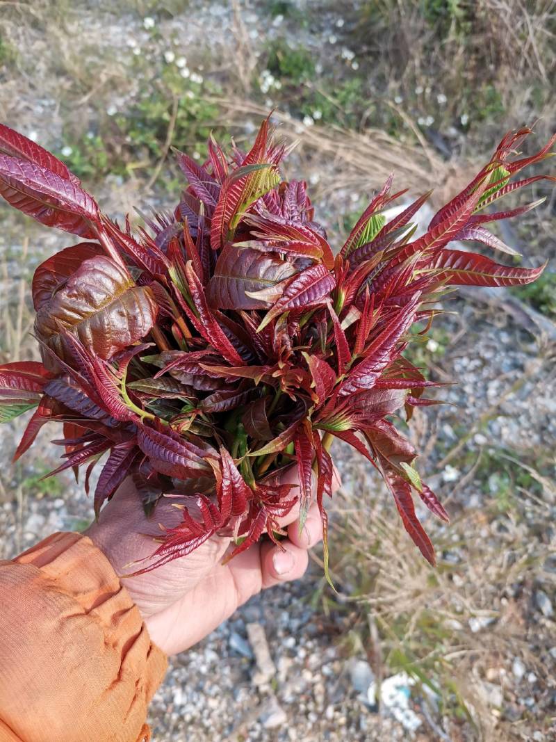 四季红油香椿种子，香椿种子***********