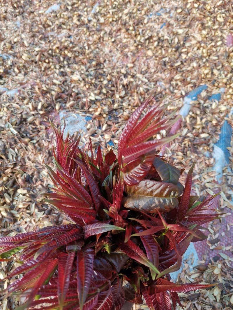 四季红油香椿种子，香椿种子***********