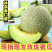 海南2级玫龙蜜瓜大量上市，供应各大超市，及各大挡口