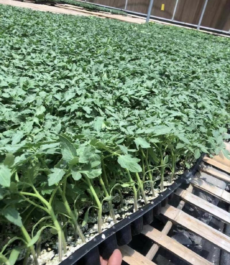 西红柿苗硬粉西红柿苗技术指导可视频看货量大优惠来电