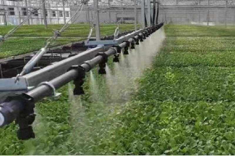 西红柿苗硬粉西红柿苗技术指导可视频看货量大优惠来电