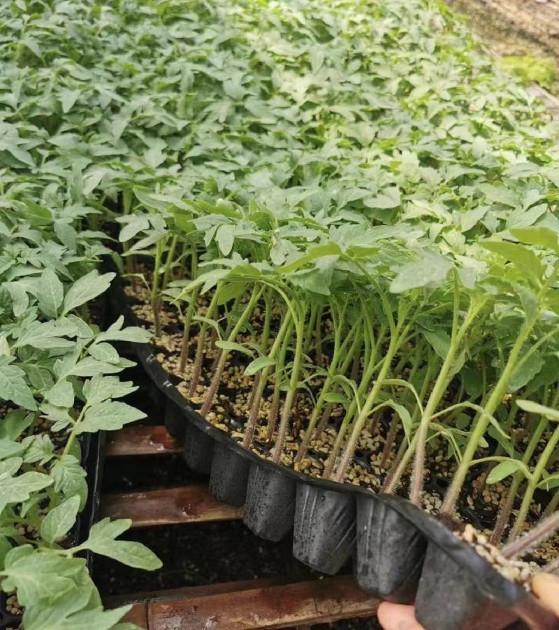 西红柿苗硬粉西红柿苗技术指导可视频看货量大优惠来电