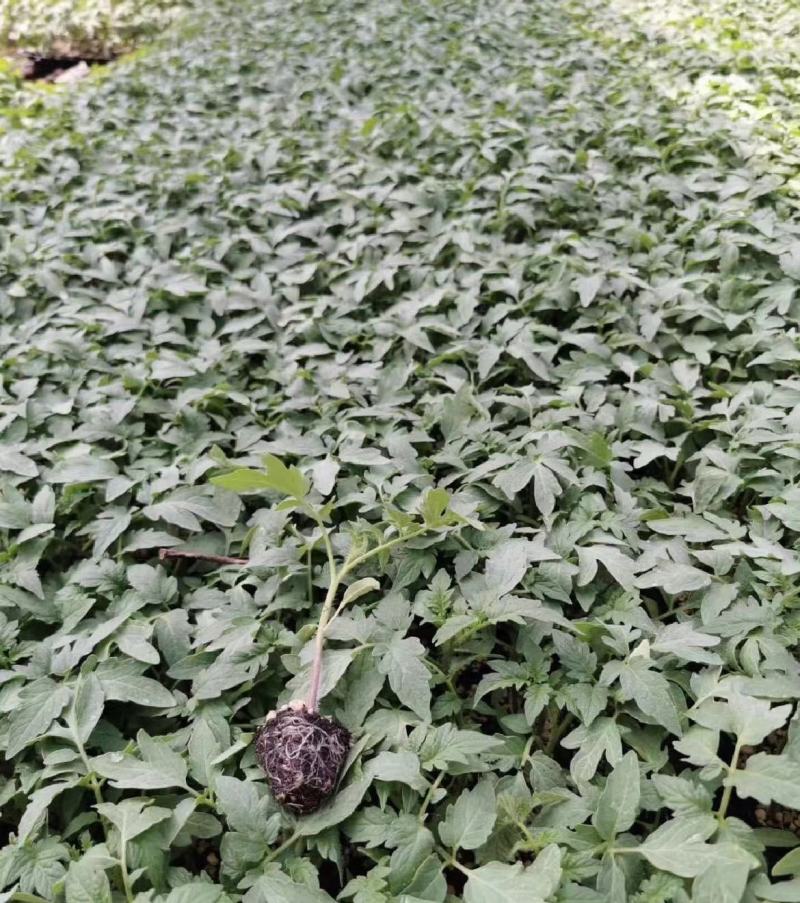 西红柿苗硬粉西红柿苗技术指导可视频看货量大优惠来电