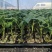 西红柿苗硬粉西红柿苗技术指导可视频看货量大优惠来电