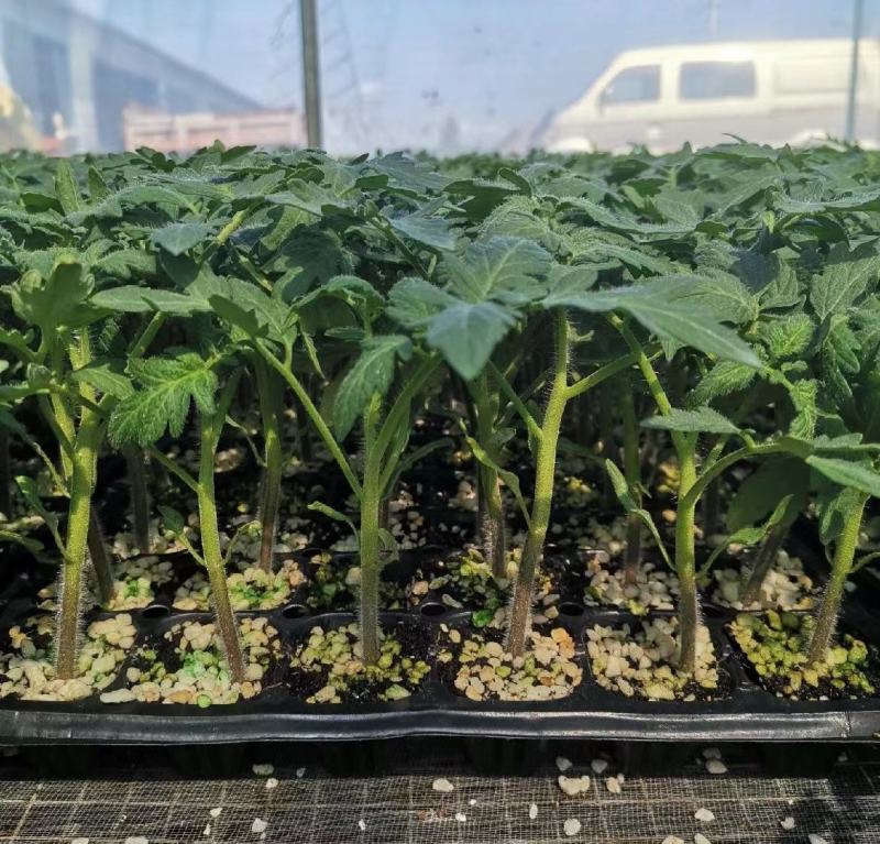 西红柿苗硬粉西红柿苗技术指导可视频看货量大优惠来电