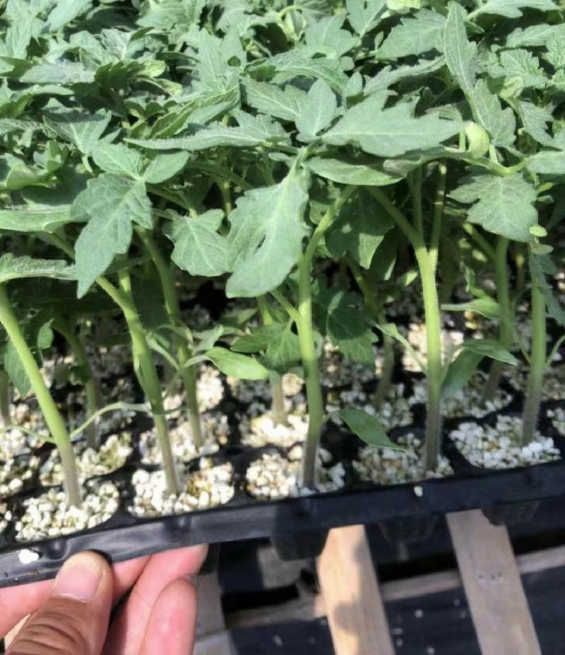 西红柿苗硬粉西红柿苗技术指导可视频看货量大优惠来电