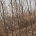 山杏
