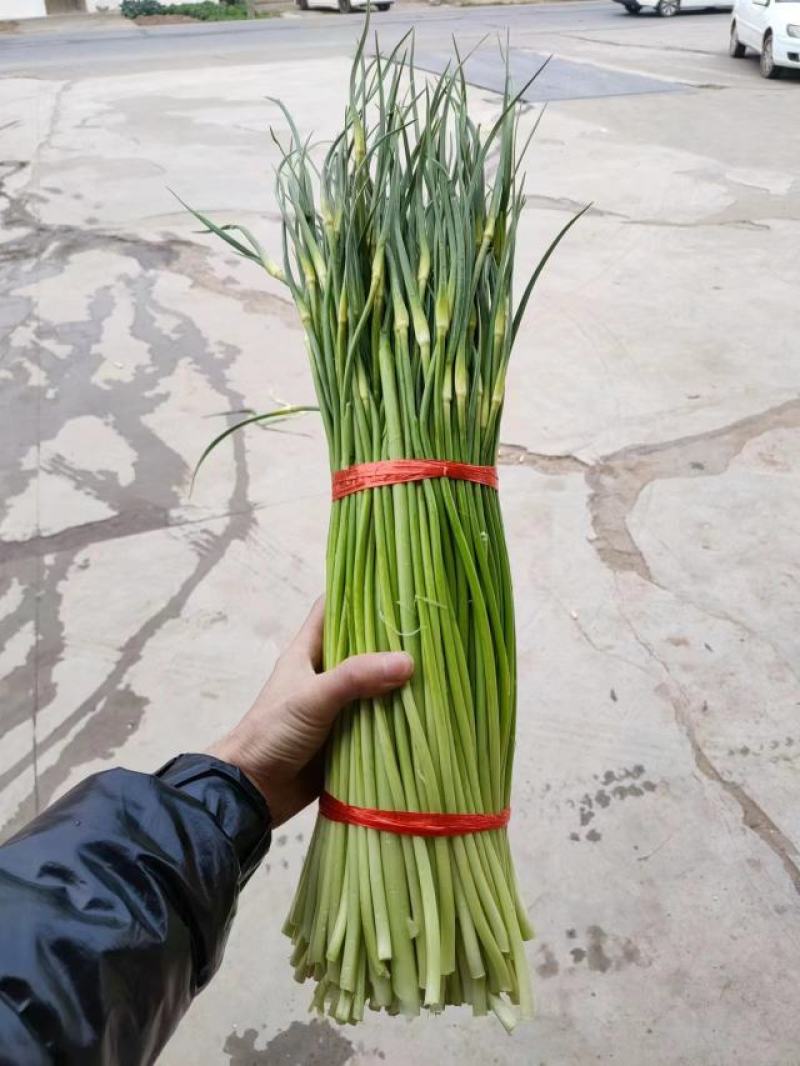 湖北白帽蒜薹大量上货中产地现货速发价格可谈欢迎致电