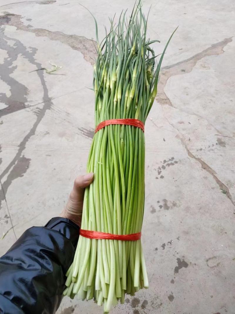 湖北白帽蒜薹大量上货中产地现货速发价格可谈欢迎致电