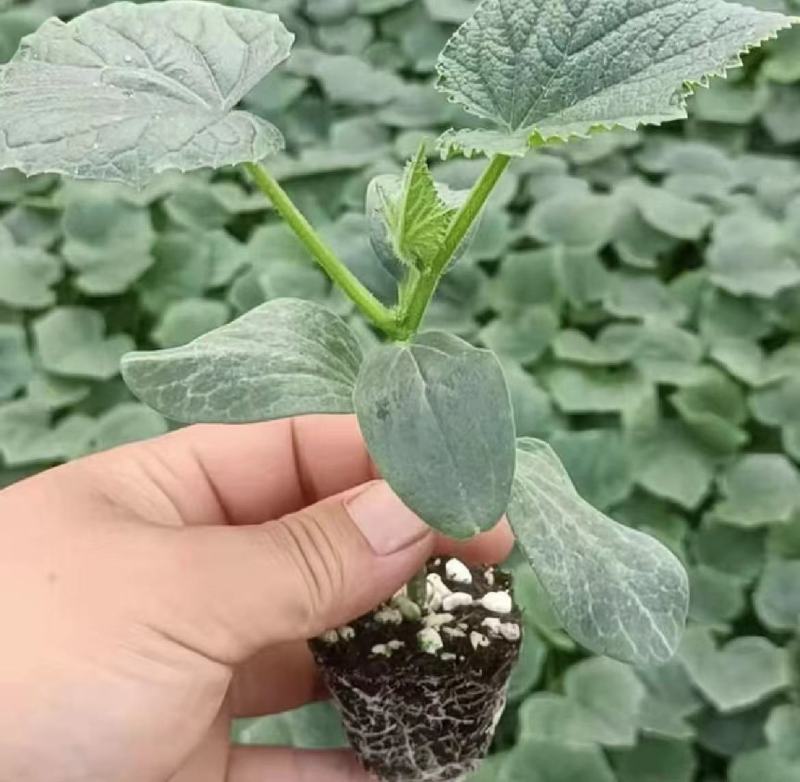 黄瓜苗口感好产量高抗病性强成活率保障量大优惠