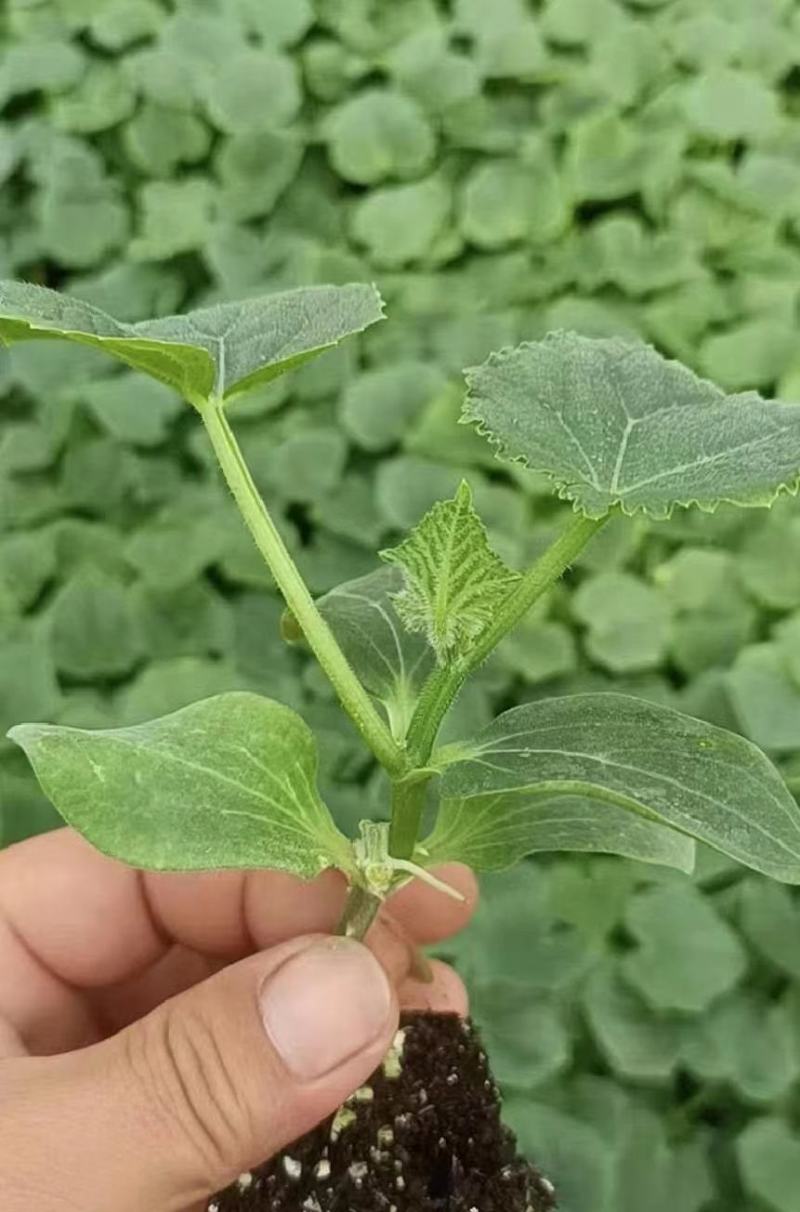 黄瓜苗口感好产量高抗病性强成活率保障量大优惠