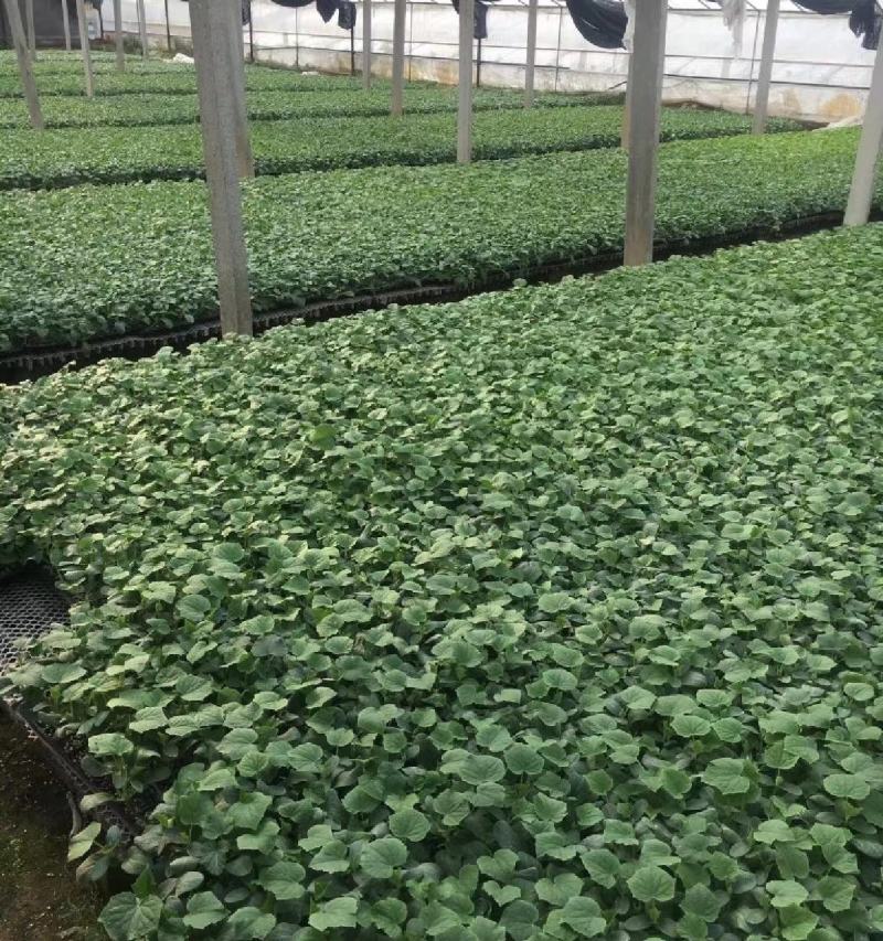黄瓜苗口感好产量高抗病性强成活率保障量大优惠