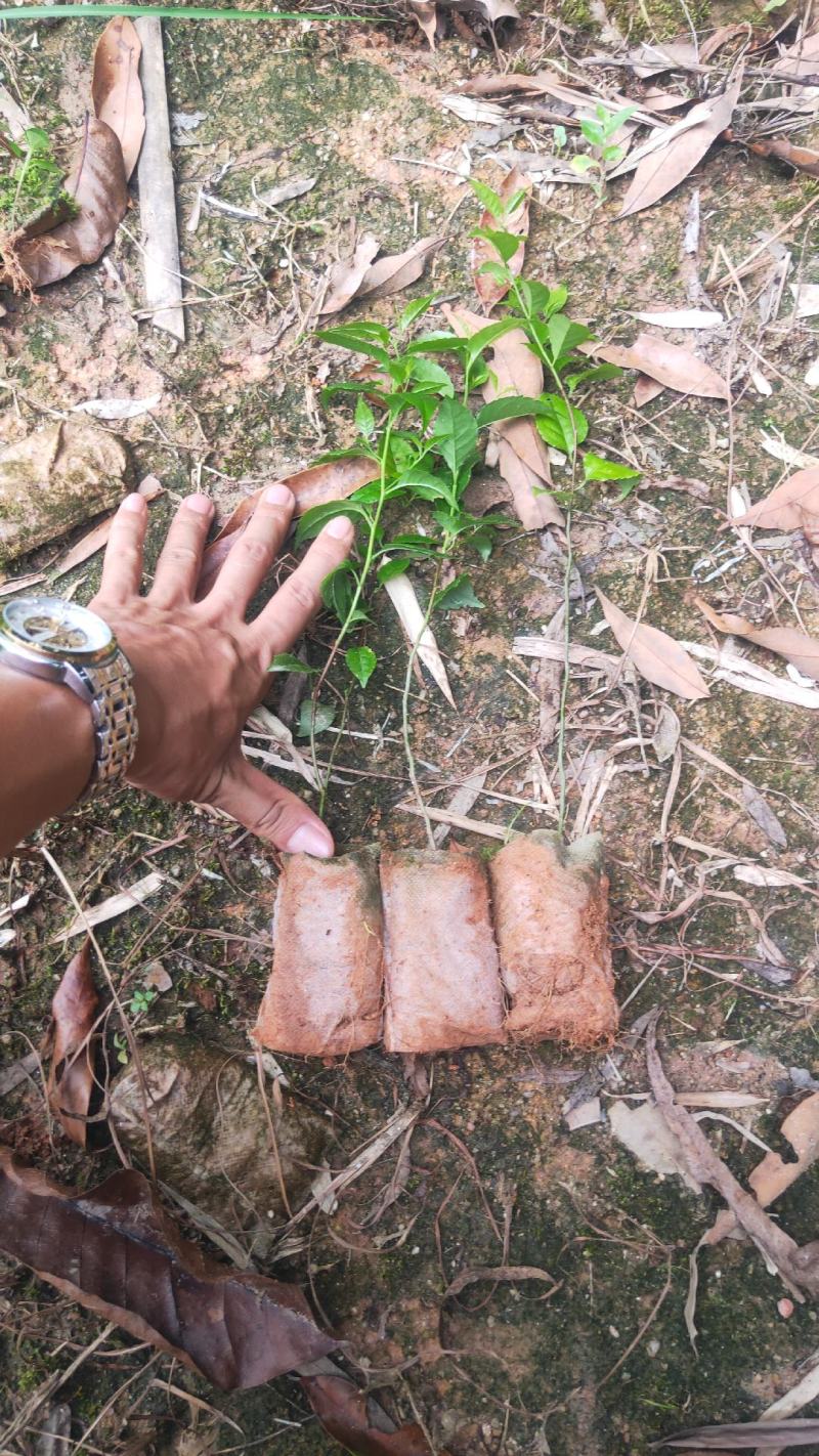 岗梅苗芽苗杯苗大量现苗产地直发供应靓苗多多