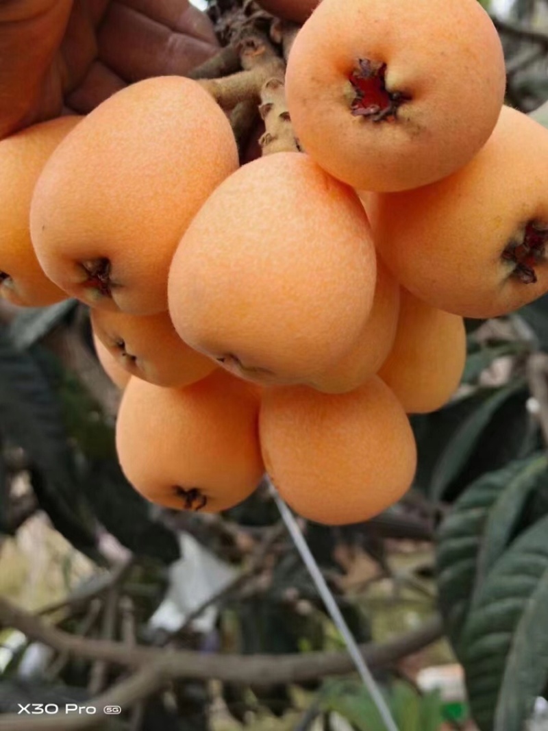 枇杷