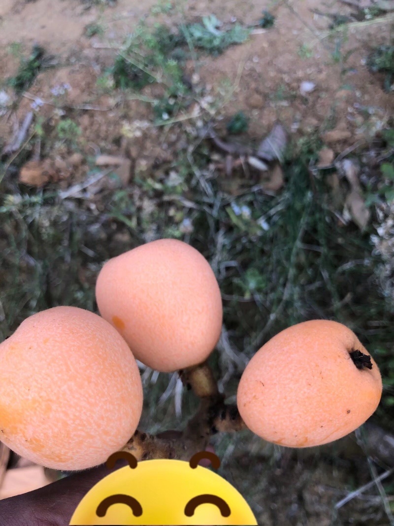 枇杷