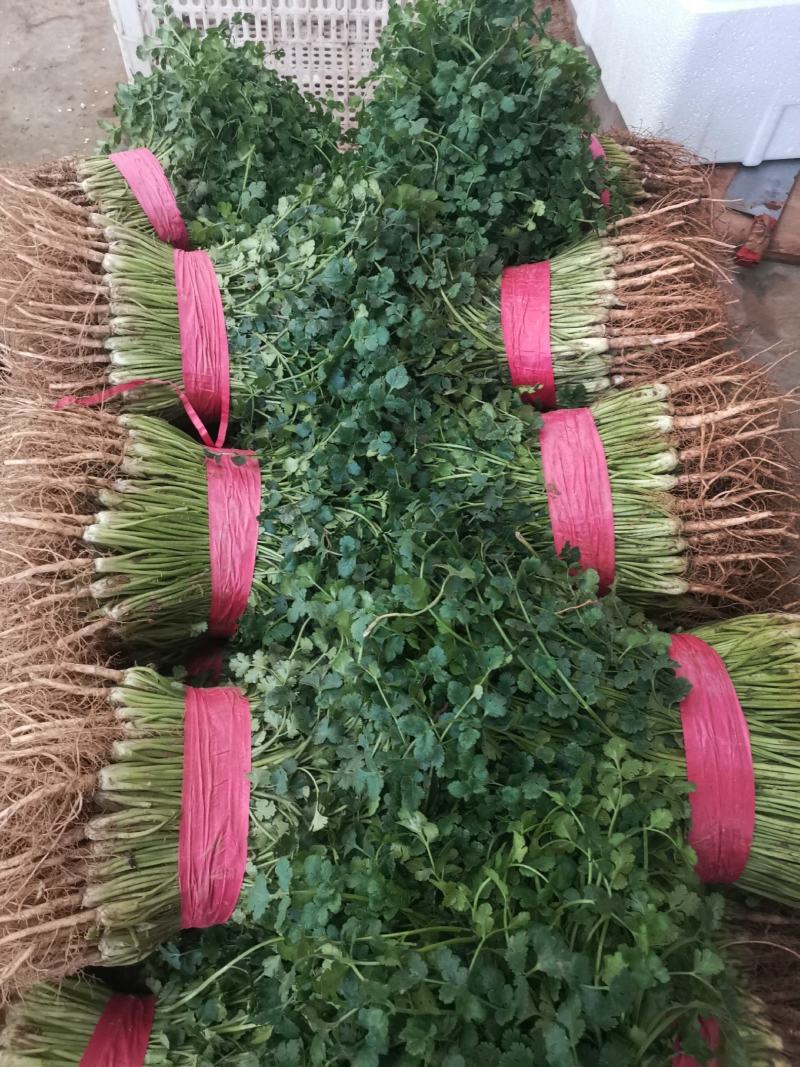 聊城铁杆香菜，天天供应，电商香菜，电商香菜