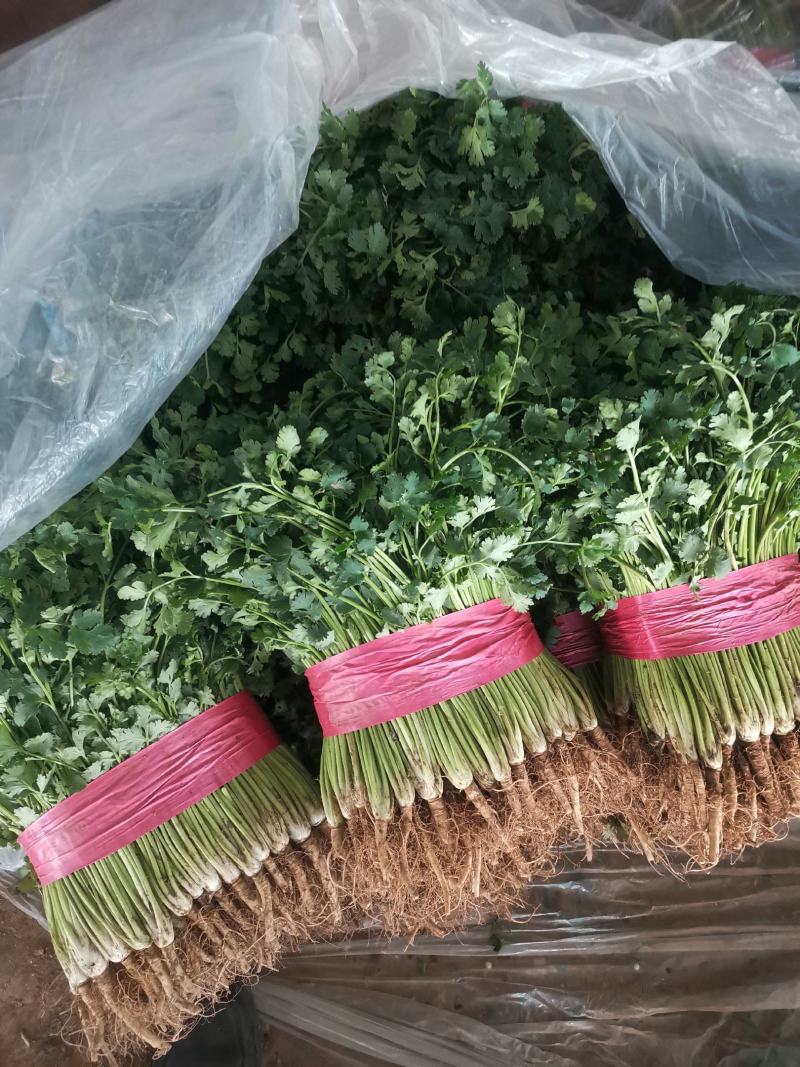 聊城铁杆香菜，天天供应，电商香菜，电商香菜
