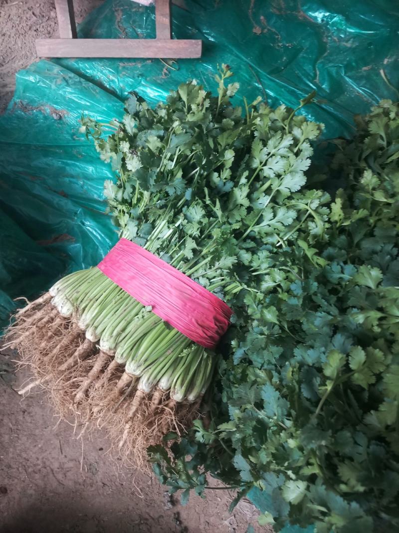 聊城铁杆香菜，天天供应，电商香菜，电商香菜