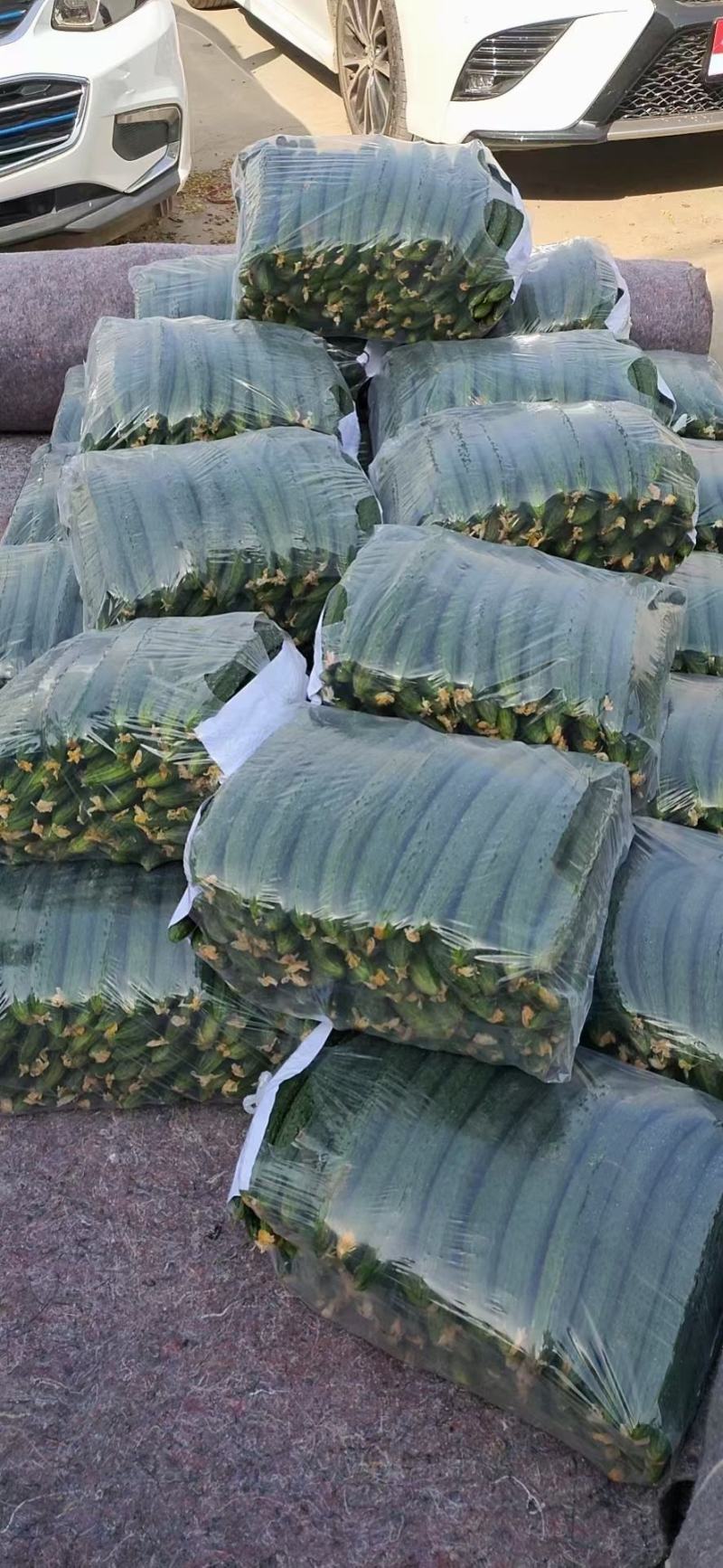 【在售】夏邑密刺黄瓜大量上市，质量好价格低，对接全国客商