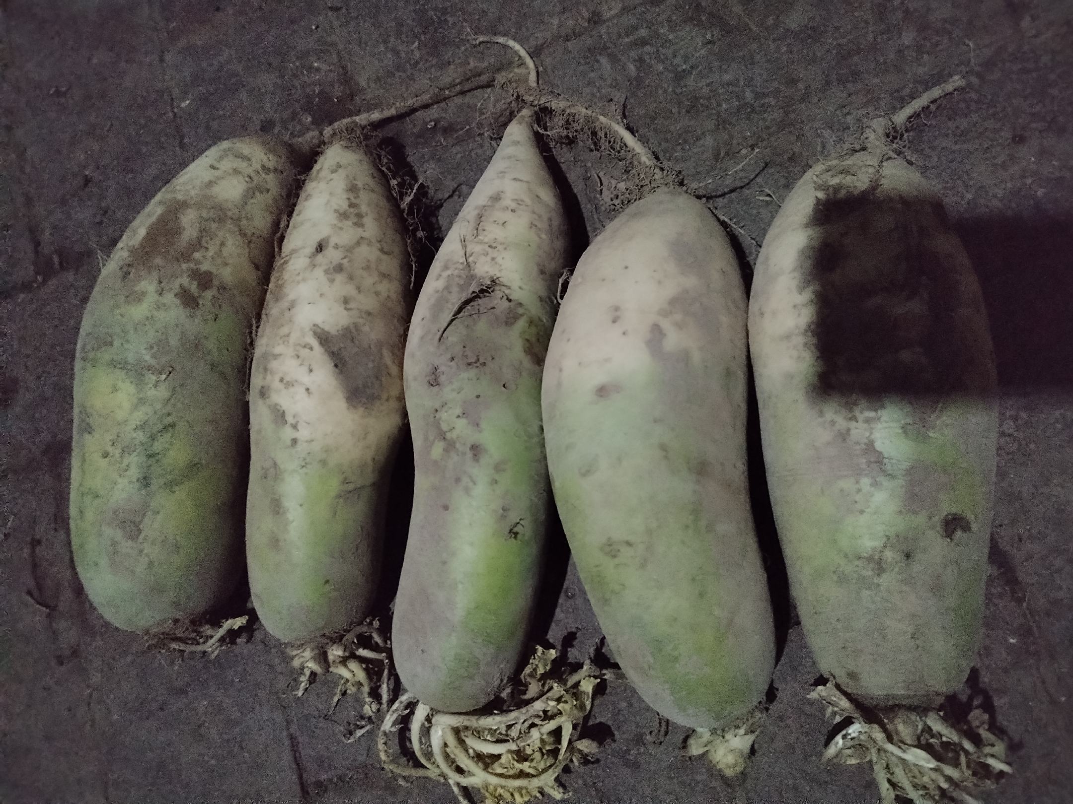 展示萝卜根部被地蛆蛀食后的腐烂状态 萝卜地蛆危害图