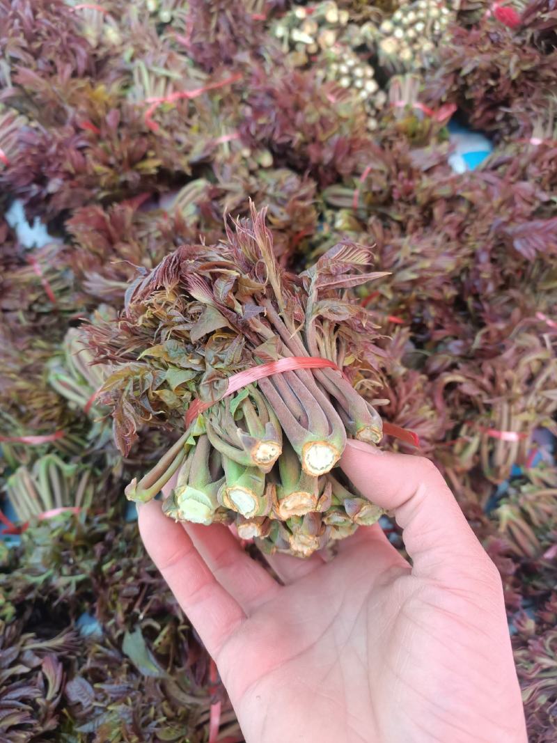 红油香椿，头茬香椿大量上市